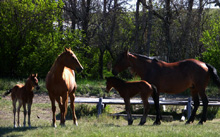 Hancock mares