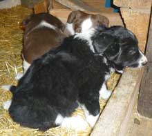 border collies