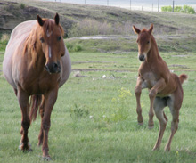 Hancock mare