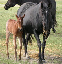hancock mare
