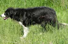 border collies