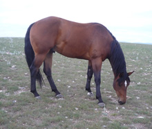 hancock mare
