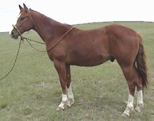 sorrel gelding