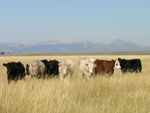 natural beef