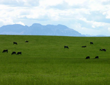 natural beef