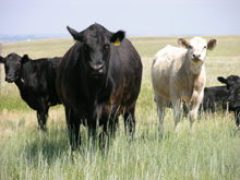 natural beef