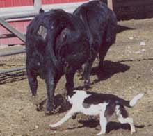 border collies