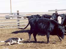 border collies