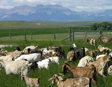natural goats