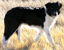 border collies