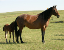 Hancock mare