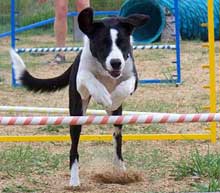 border collies
