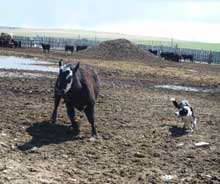 border collies