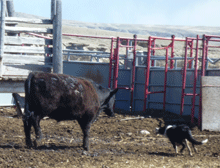 border collies