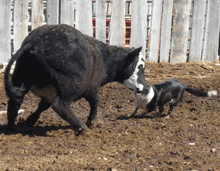 border collies