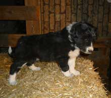 border collies