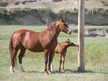 Hancock mare