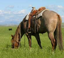 red roan