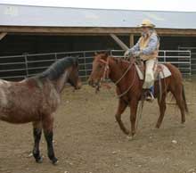Hancock gelding