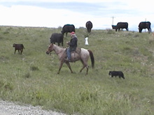 red roan gelding