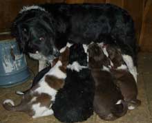 border collies