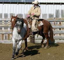 Hancock gelding