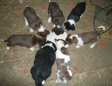 border collies