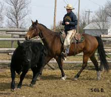 Hancock gelding