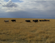 natural beef