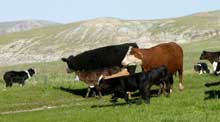 natural beef